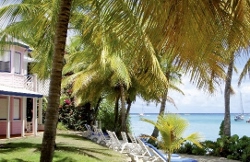La Cocoteraie