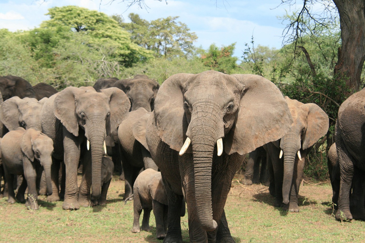 elefant, elephant, tansania, safarie, afrika, africa, nature, natur, animal, tiere